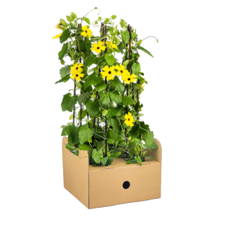 Suzanne with the beautiful eyes Sunny Susy Yellow - Set of 4 pieces - Ø13 cm - ↕60 cm Thunbergia alata Sunny Susy Yellow