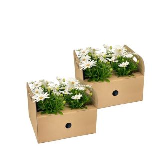 8 Pieces African Daisy or Cape Daisy, Color White, Annual Plant, Osteospermum ecklonis White Ø12 cm - ↕20 cm