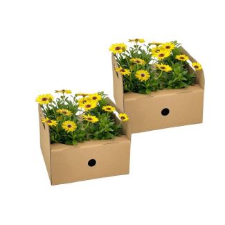 8 Pieces African Daisy or Cape Daisy, Color Yellow, Annual Plant, Osteospermum ecklonis Yellow Ø12 cm - ↕20 cm