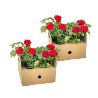 8 pieces Hanging Geranium or also known as Column Geranium, Cluster Flowers, Color Red, Terrace Plant, Balconies, Annual Plant, Pelargonium peltatum Rot Ø12 cm - ↕20 cm