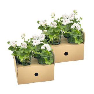 8 pieces Hanging Geranium or also known as Column Geranium, Cluster Flowers, Color White, Terrace Plant, Balconies, Annual Plant, Pelargonium peltatum White Ø12 cm - ↕20 cm