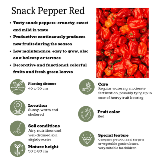 Sweet, Crunchy and Full of Flavor Red Snack Pepper, Harvest Vegetable, Vegetable Garden, Ø 14 cm - ↨ 45 cm