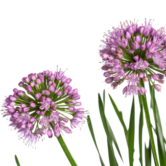 Low-growing garden plant Allium Senescens Millenium - Pink bloom - approx. 55 cm high