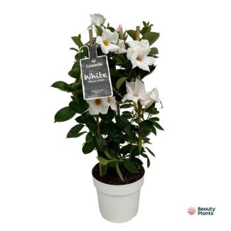 A Mandevilla in Tower, Trumpet-Shaped White Flowers, Annual Patio Plant, Mandevilla Sundaville White In Tower (Dipladenia) - Ø17cm - ↕55cm