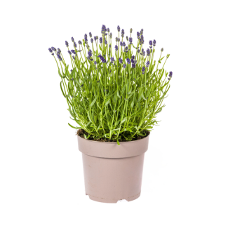 Lavender, Purple Flower Spikes, Perennial Plant, Mediterranean Atmosphere, Lavandula Angustifolia Ø19cm - ↕40 - 50cm