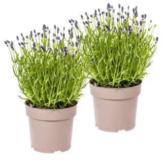 2 Pieces Lavender, Purple Flower Spikes, Perennial Plant, Mediterranean Atmosphere, Lavandula Angustifolia Ø19cm - Height 40 - 50cm