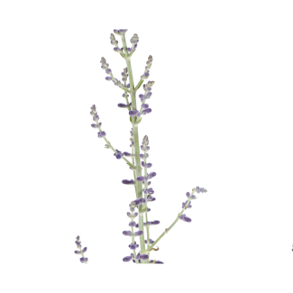 Perovskia Atriplicifolia | Giant Lavender | Russian Sage - ↕50 - 60cm - Silver Gray Garden Plant