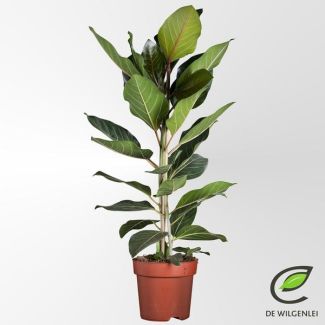 Air-Purifying Fig Benghalensis Joy - approx. 90 cm tall Ficus Ø21cm