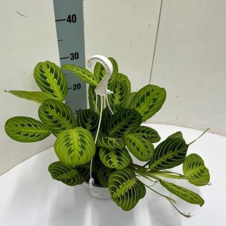 prayer plant