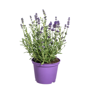 8 Pieces Lavender, Purple Flower Spikes, Perennial Plant, Mediterranean Atmosphere, Lavandula Angustifolia Ø13cm - Height 30 - 40cm