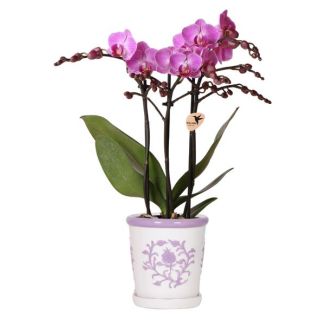 Butterfly Orchid in Malaga Lilac Decorative Pot