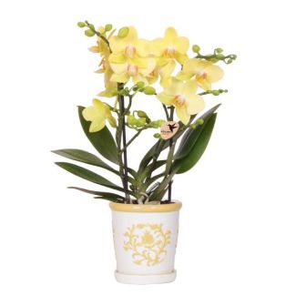 Butterfly Orchid in Yellow Malaga Decorative Pot