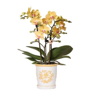 Butterfly Orchid Lima in Malaga Light Orange Decorative Pot