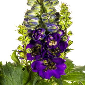Tall Larkspur | Delphinium Elatum - ↕45 - 60cm - Garden plant with upright stems