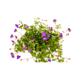Long-blooming Geranium - Purple Geranium Rozanne Ø19cm - ↕20 - 30 cm