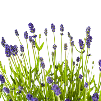 4 Pieces Lavender, Purple Flower Spikes, Perennial Plant, Mediterranean Atmosphere, Lavandula Angustifolia Ø19cm - Height 40 - 50cm