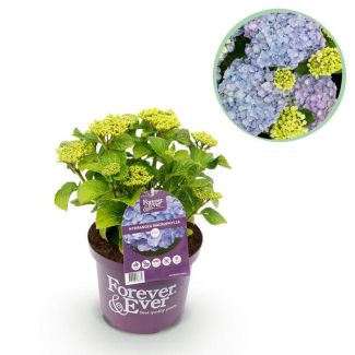 Hydrangea Blue 5 to 7 Flowers