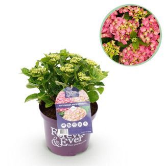 Pink Hydrangea 5 to 7 Flowers