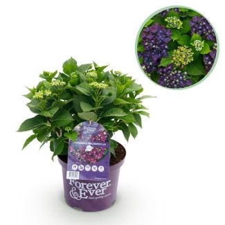 Hydrangea Purple 5 to 7 Flowers