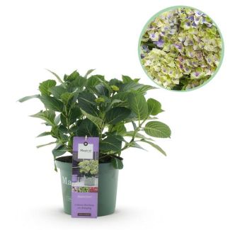 Hydrangea Blue 5 to 7 Flowers