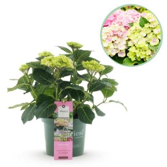 Hydrangea Pink 5 to 7 Flowers
