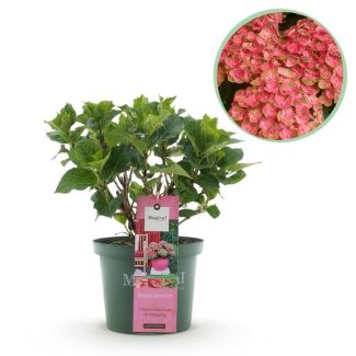 Hydrangea Green to Soft Pink 5 to 7 Flowers