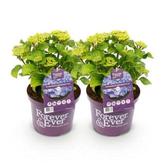 2 Pieces Hydrangea Blue 5 to 7 Flowers