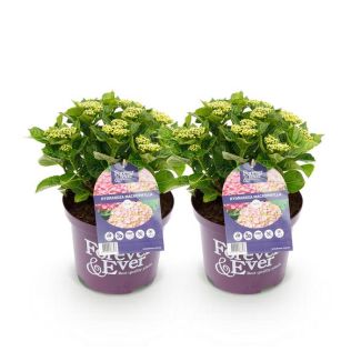2 Pieces Hydrangea Pink 5 to 7 Flowers
