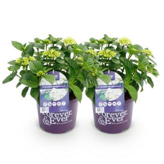 2 Pieces Hydrangea White 5 to 7 Flowers