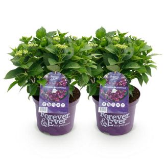2 Pieces Hydrangea Purple 5-7 Flowers