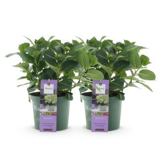 2 Pieces Hydrangea Blue 5 to 7 Flowers