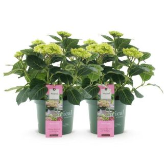 2 Pieces Hydrangea Pink 5 to 7 Flowers