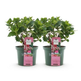 2 Pieces Hydrangea Green to Soft Pink 5 to 7 Flowers