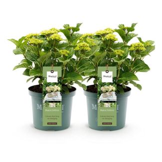 2 Pieces Hydrangea White 5 to 7 Flowers