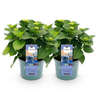2 Pieces Hydrangea Blue 5 to 7 Flowers