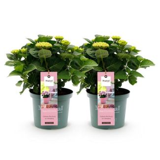 2 Pieces Hydrangea Pink 5 to 7 Flowers