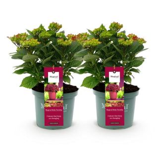 2 Pieces Hydrangea Pink/Red 5 to 7 Flowers