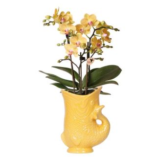 Butterfly Orchid Lima in Fish Decorative Pot