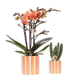 Butterfly Orchid Bolzano + succulent in Stripe Decorative Pot