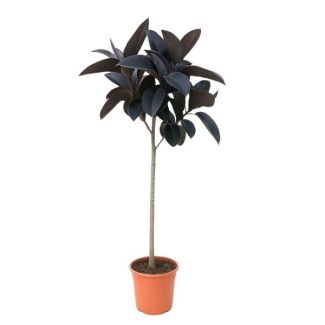 Unique trunk plant Ficus Abidjan 130 cm - Rubber tree
