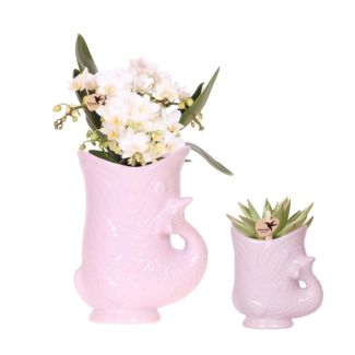 Butterfly Orchid Nazaré + succulent in Pink Fish Decorative Pot