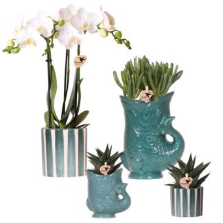 Butterfly Orchid Amabilis + Succulents In Ceramic Decorative Pots