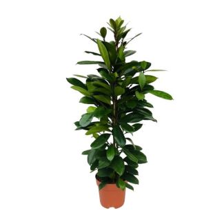 African fig tree