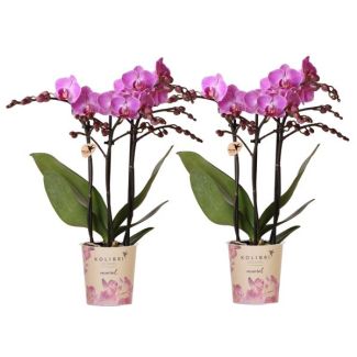2 Pieces Butterfly Orchids Vienna