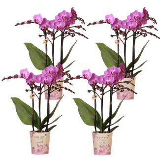 4 Pieces Butterfly Orchids Vienna
