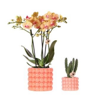 Jamaica Butterfly Orchid + Succulent in Orange Poppy Pot