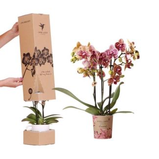 Surprise box with 1 piece Butterfly orchid