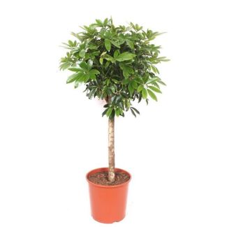 Schefflera - Modern plant on a trunk - 150 cm - Glossy green leaves