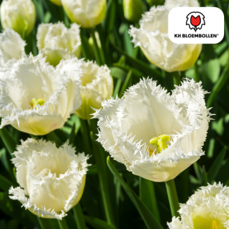 Tulip bulbs Honeymoon, Color Snow White, Fringed flower edge, For Garden or Pot, 1 bag of 20 pieces