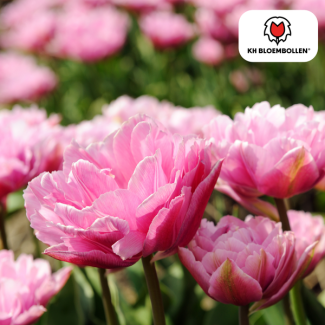 Tulip bulbs Columbus, Color Pink-White, Double Peony Tulip, For Garden or Pot, 1 bag of 20 pieces